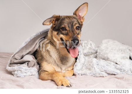 Cozy pet enjoying warmth and comfort under a soft blanket in a winter setting Cozy pet enjoying warmth and comfort under a soft blanket in a winter setting 133552325