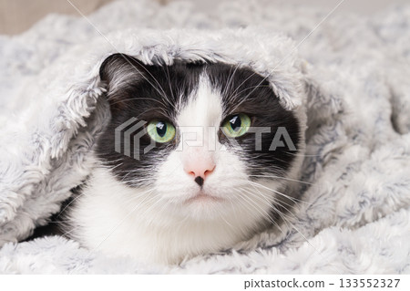 Cozy cat wrapped in a blanket, enjoying warmth during cold winter days at home Cozy cat wrapped in a blanket, enjoying warmth during cold winter days at home 133552327