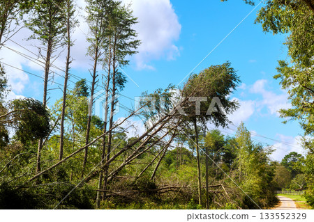 Rural road is obstructed by fallen trees power lines after storm 133552329