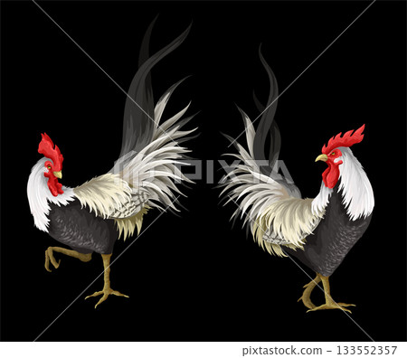Roosters isolated on the white background. Vector. 133552357