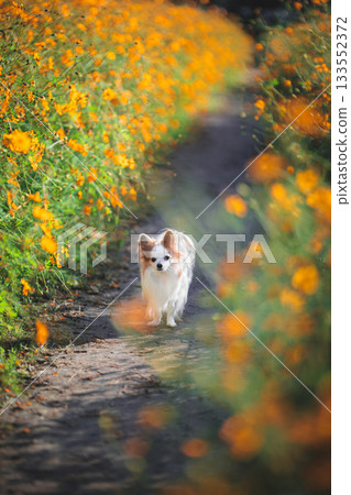 帕皮奇瓦和黃波斯菊 帕皮奇瓦和黃波斯菊 133552372