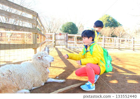 Boy interacting with sheep Boy interacting with sheep 133552440