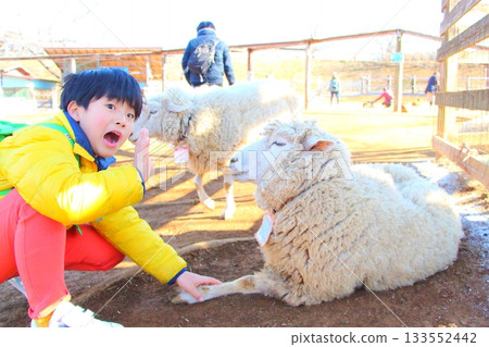 Boy interacting with sheep Boy interacting with sheep 133552442