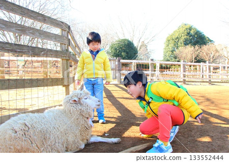 男孩與羊互動 133552444