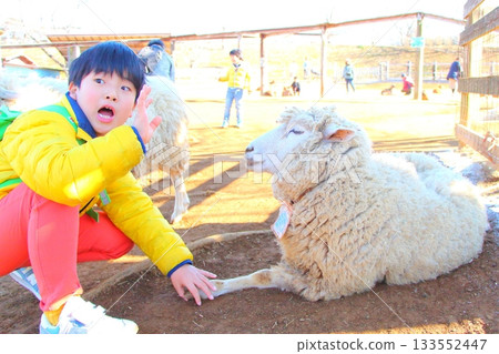 Boy interacting with sheep 133552447