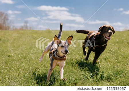 Two happy dogs are running across field against blue sky. spotted greyhound and Labrador retriever. Two happy dogs are running across field against blue sky. spotted greyhound and Labrador retriever. 133553067