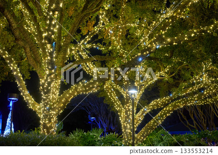 Large oaks are covered with strings of warm white lights in a park. Lampposts and shrubs frame a cozy festive landscape. Large oaks are covered with strings of warm white lights in a park. Lampposts and shrubs frame a cozy festive landscape. 133553214