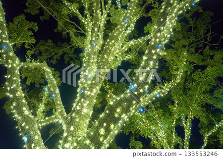 Thousands of warm white fairy lights wrap around textured bark and limbs. The festive outdoor scene shines vividly at night. 133553246