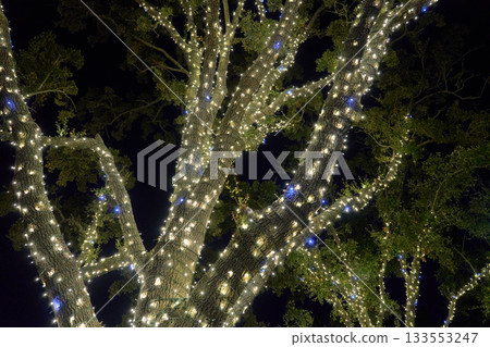 Curving branches packed with LEDs form a bright canopy overhead. The seasonal display glows warmly in the dark evening sky. 133553247