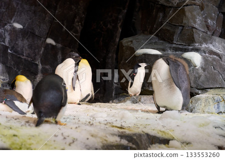 Penguins gather on snowy rocks inside a cold habitat. A chinstrap stands near a fluffy king chick while others rest and preen. 133553260