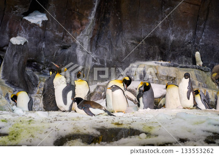 Penguins stand and rest on icy ground against dark rocks. Bright yellow markings and white feathers create a classic polar scene. 133553262