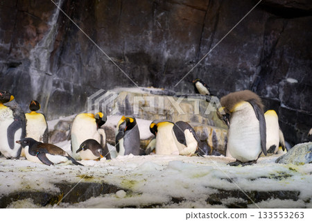 A group of penguins gathers on snowy rocks inside a cold habitat. A fluffy chick stands in the foreground while adults rest and preen. 133553263