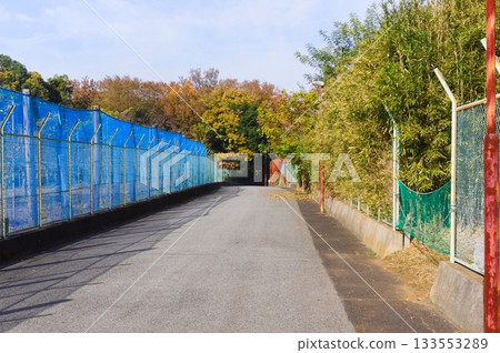 千葉縣川市動物園和植物園週邊地區，2025年11月 133553289