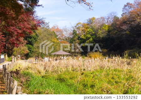 Around Ichikawa City Zoo and Botanical Gardens, Chiba Prefecture November 2025 133553292