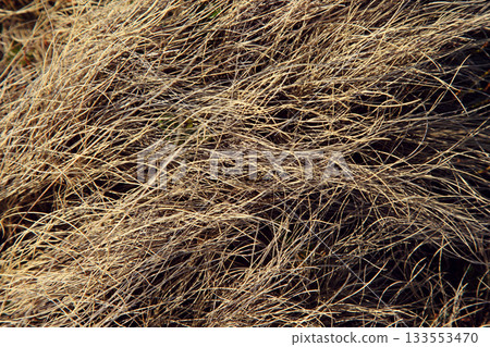 grass 133553470