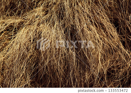 grass grass 133553472