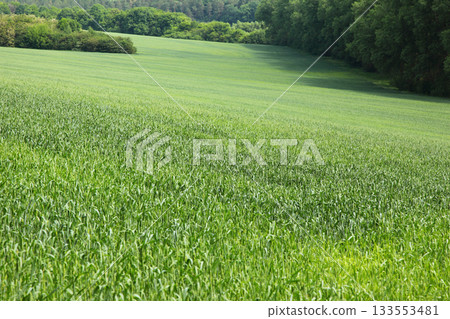 field field 133553481