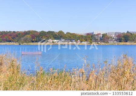 Around Lake Teganuma, Kashiwa City, Chiba Prefecture November 2025 Around Lake Teganuma, Kashiwa City, Chiba Prefecture November 2025 133553612