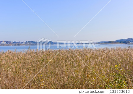 千葉縣柏市手賀沼湖周邊 2025 年 11 月 千葉縣柏市手賀沼湖周邊 2025 年 11 月 133553613