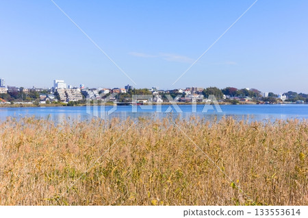 Around Lake Teganuma, Kashiwa City, Chiba Prefecture November 2025 133553614