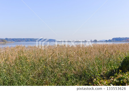 千葉縣柏市手賀沼湖周邊 2025 年 11 月 千葉縣柏市手賀沼湖周邊 2025 年 11 月 133553626