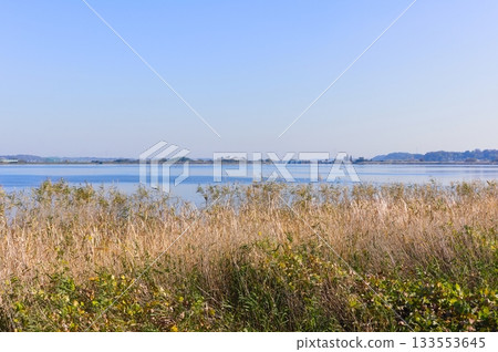 Around Lake Teganuma, Kashiwa City, Chiba Prefecture November 2025 133553645