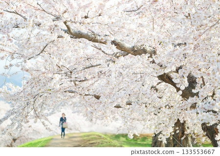 五棱郭公園的櫻花 133553667