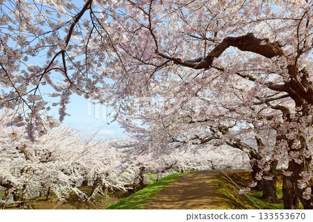 五棱郭公園的櫻花 133553670