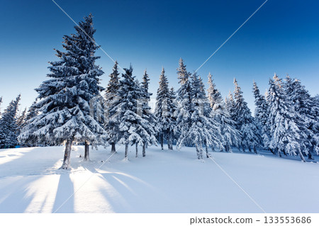 Winter Winter 133553686