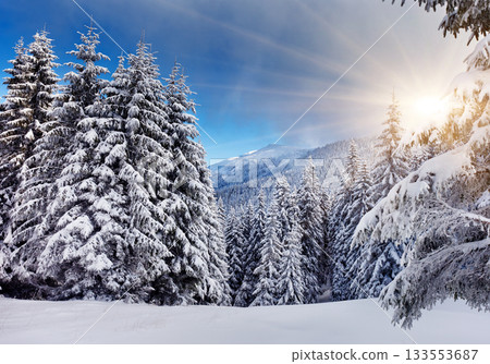 Winter Winter 133553687