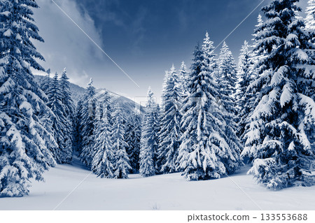 Winter Winter 133553688