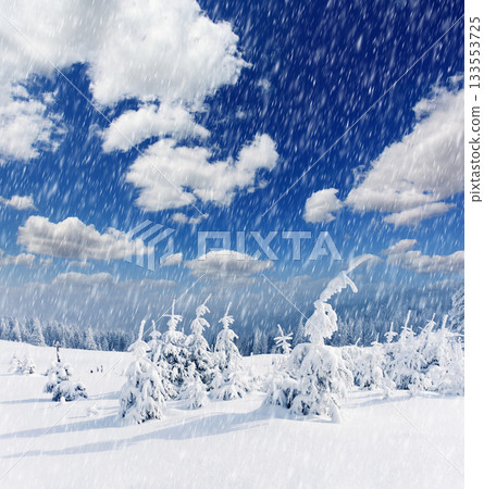 Winter 133553725