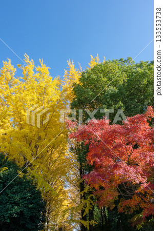 秋葉色彩斑斕，在藍天的襯托下格外醒目。 133553738