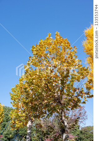 Beautifully colored autumn leaves that stand out against the blue sky 133553744