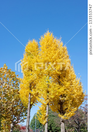 秋葉色彩斑斕，在藍天的襯托下格外醒目。 133553747