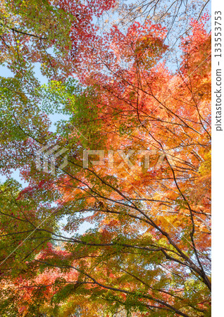Beautifully colored autumn leaves 133553753