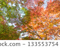 Beautifully colored autumn leaves 133553754