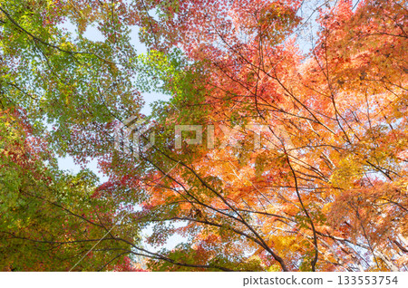 Beautifully colored autumn leaves Beautifully colored autumn leaves 133553754