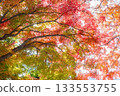 Beautifully colored autumn leaves 133553755