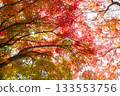 Beautifully colored autumn leaves 133553756