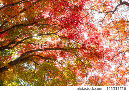 秋葉色彩斑斕,美不勝收。 秋葉色彩斑斕,美不勝收。 133553756
