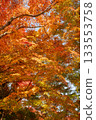 Beautifully colored autumn leaves 133553758