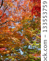 Beautifully colored autumn leaves 133553759