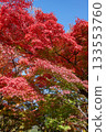 Beautifully colored autumn leaves 133553760