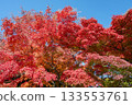 Beautifully colored autumn leaves that stand out against the blue sky 133553761