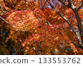 Beautifully colored autumn leaves 133553762