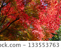 Beautifully colored autumn leaves 133553763
