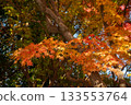 Beautifully colored autumn leaves 133553764