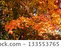 Beautifully colored autumn leaves 133553765