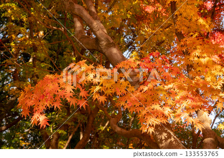 Beautifully colored autumn leaves Beautifully colored autumn leaves 133553765